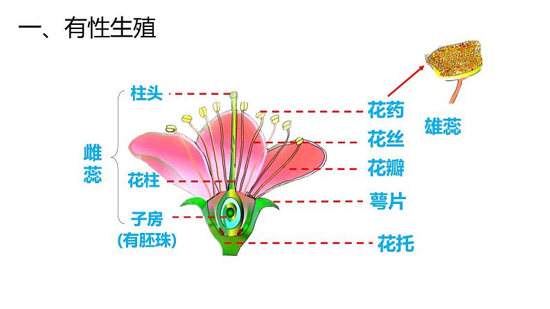 人教版（2024）八年级生物下册7.1.1植物的生殖精品ppt课件第4页