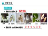人教版（2024）八年级生物下册7.1.2昆虫的生殖和发育精品课件