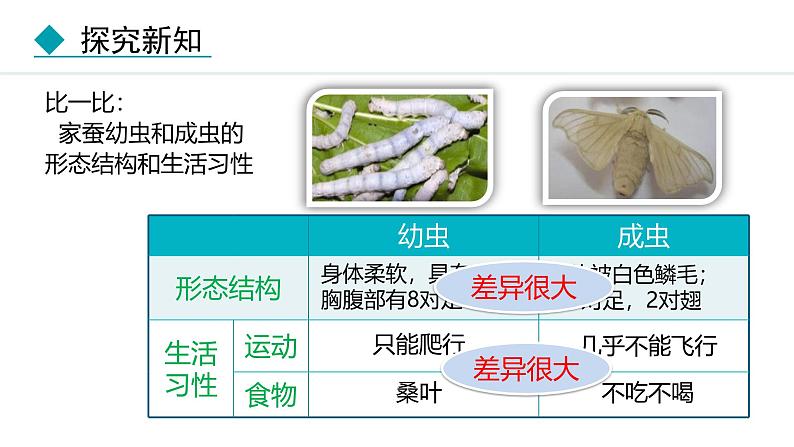 人教版（2024）八年级生物下册7.1.2昆虫的生殖和发育精品课件第8页