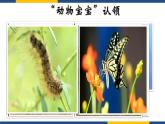人教版（2024）八年级生物下册7.1.2昆虫的生殖和发育精品ppt课件