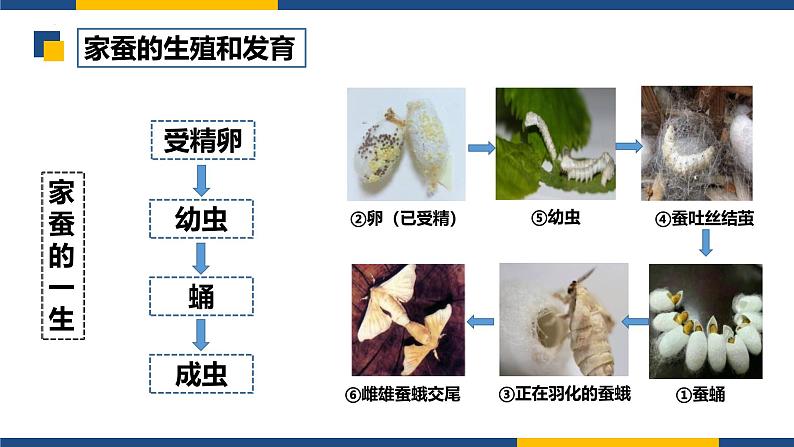 人教版（2024）八年级生物下册7.1.2昆虫的生殖和发育精品ppt课件第4页