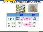 人教版（2024）八年级生物下册7.1.2昆虫的生殖和发育精品ppt课件