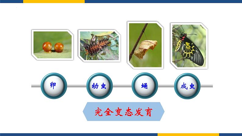 人教版（2024）八年级生物下册7.1.2昆虫的生殖和发育精品ppt课件第7页