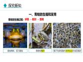 人教版（2024）八年级生物下册7.1.3两栖动物的生殖和发育精品课件