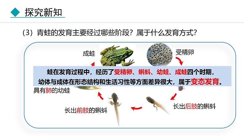 人教版（2024）八年级生物下册7.1.3两栖动物的生殖和发育精品课件第6页