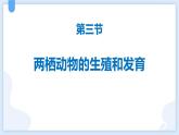 人教版（2024）八年级生物下册7.1.3两栖动物的生殖和发育精品ppt课件