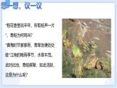 人教版（2024）八年级生物下册7.1.3两栖动物的生殖和发育精品ppt课件