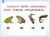 人教版（2024）八年级生物下册7.1.3两栖动物的生殖和发育精品ppt课件