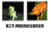 人教版（2024）八年级生物下册7.1.3两栖动物的生殖和发育ppt精品课件