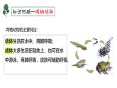 人教版（2024）八年级生物下册7.1.3两栖动物的生殖和发育ppt精品课件