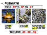 人教版（2024）八年级生物下册7.1.3两栖动物的生殖和发育ppt精品课件