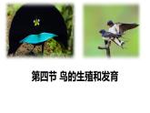 人教版（2024）八年级生物下册7.1.4鸟的生殖和发育ppt精品课件