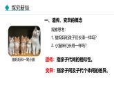 人教版（2024）八年级生物下册7.2.1基因控制生物的性状精品课件