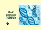 人教版（2024）八年级生物下册7.2.2基因在亲子代间的传递精品课件ppt