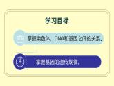 人教版（2024）八年级生物下册7.2.2基因在亲子代间的传递精品课件ppt