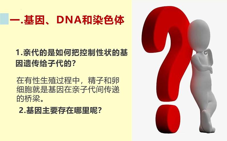 人教版（2024）八年级生物下册7.2.2基因在亲子代间的传递精品课件ppt第4页