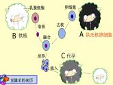 人教版（2024）八年级生物下册7.2.2基因在亲子代间的传递精品课件ppt