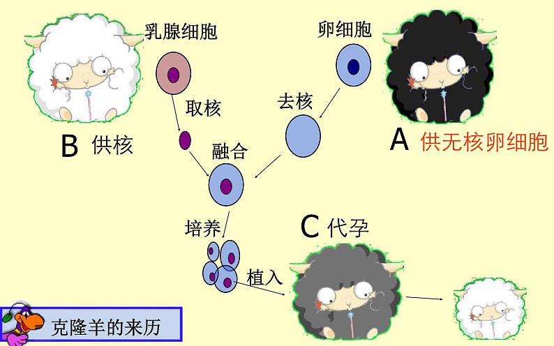 人教版（2024）八年级生物下册7.2.2基因在亲子代间的传递精品课件ppt第5页