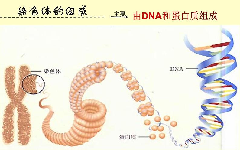 人教版（2024）八年级生物下册7.2.2基因在亲子代间的传递精品课件ppt第7页