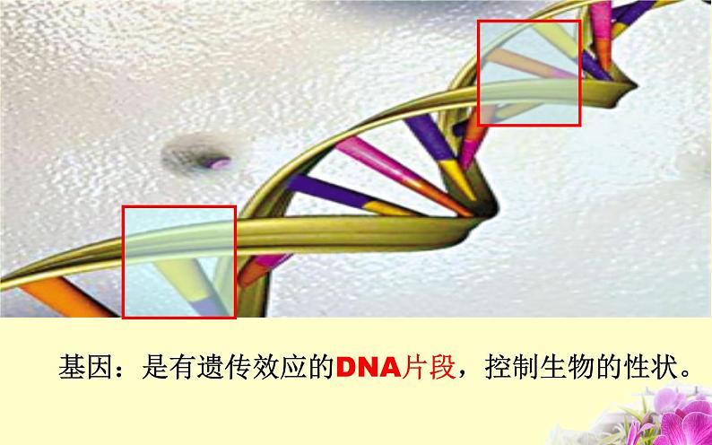 人教版（2024）八年级生物下册7.2.2基因在亲子代间的传递精品课件ppt第8页