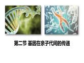 人教版（2024）八年级生物下册7.2.2基因在亲子代间的传递精品ppt课件
