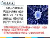 人教版（2024）八年级生物下册7.2.2基因在亲子代间的传递精品ppt课件