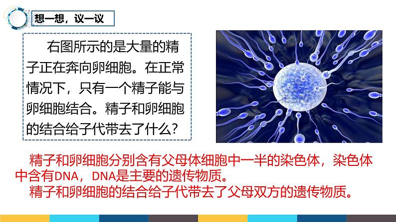 人教版（2024）八年级生物下册7.2.2基因在亲子代间的传递精品ppt课件第2页