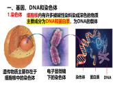 人教版（2024）八年级生物下册7.2.2基因在亲子代间的传递精品ppt课件
