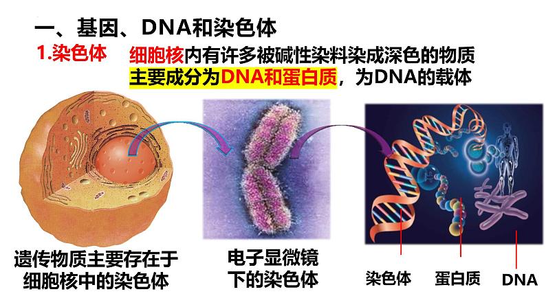 人教版（2024）八年级生物下册7.2.2基因在亲子代间的传递精品ppt课件第3页