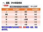 人教版（2024）八年级生物下册7.2.2基因在亲子代间的传递精品ppt课件
