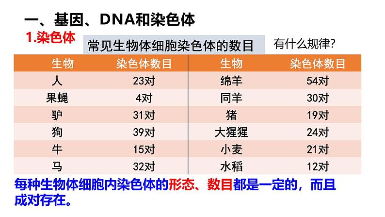 人教版（2024）八年级生物下册7.2.2基因在亲子代间的传递精品ppt课件第4页