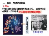 人教版（2024）八年级生物下册7.2.2基因在亲子代间的传递精品ppt课件