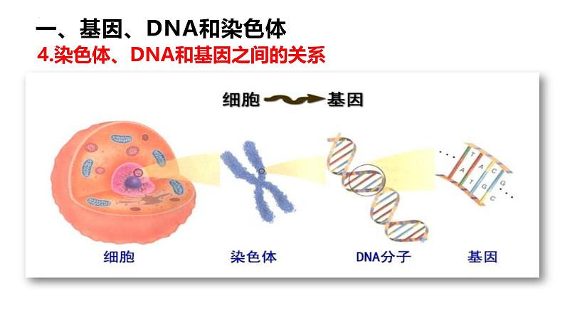 人教版（2024）八年级生物下册7.2.2基因在亲子代间的传递精品ppt课件第8页