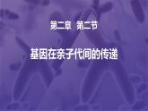 人教版（2024）八年级生物下册7.2.2基因在亲子代间的传递ppt精品课件