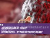 人教版（2024）八年级生物下册7.2.2基因在亲子代间的传递ppt精品课件