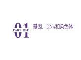 人教版（2024）八年级生物下册7.2.2基因在亲子代间的传递ppt精品课件
