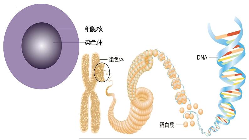 人教版（2024）八年级生物下册7.2.2基因在亲子代间的传递ppt精品课件第5页