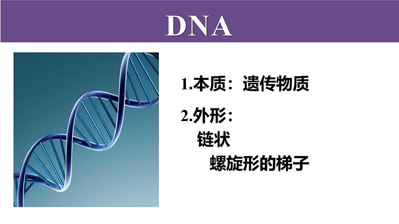 人教版（2024）八年级生物下册7.2.2基因在亲子代间的传递ppt精品课件第7页