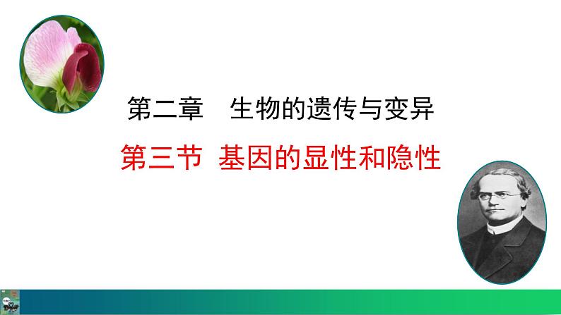 人教版（2024）八年级生物下册7.2.3基因的显性和隐性精品课件第1页