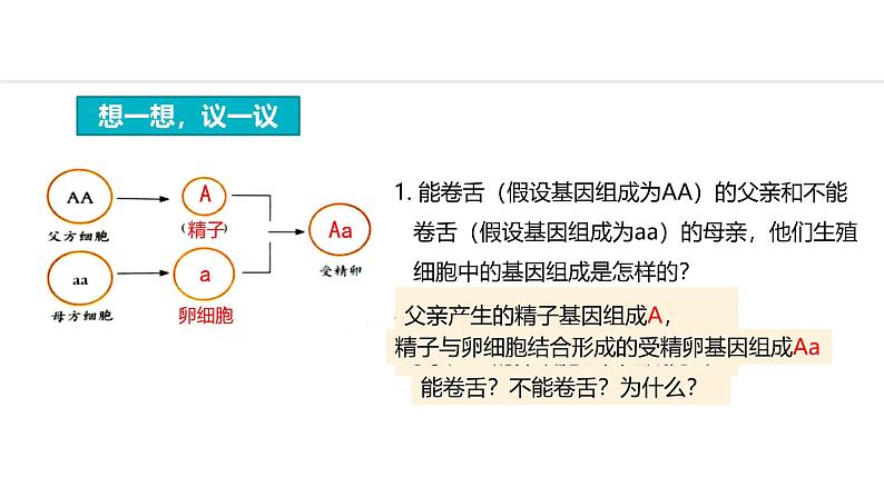 人教版（2024）八年级生物下册7.2.3基因的显性和隐性精品课件第2页