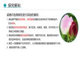 人教版（2024）八年级生物下册7.2.3基因的显性和隐性精品课件