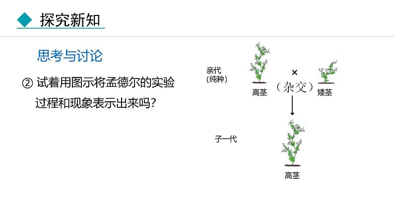 人教版（2024）八年级生物下册7.2.3基因的显性和隐性精品课件第8页