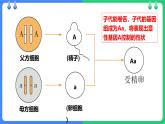 人教版（2024）八年级生物下册7.2.3基因的显性和隐性精品ppt课件