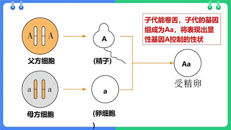 人教版（2024）八年级生物下册7.2.3基因的显性和隐性精品ppt课件第4页