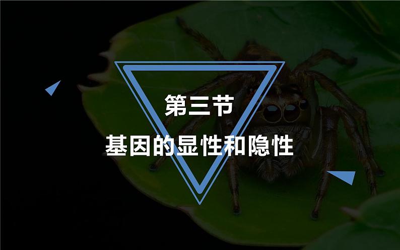 人教版（2024）八年级生物下册7.2.3基因的显性和隐性ppt精品课件第1页