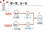 人教版（2024）八年级生物下册7.2.3基因的显性和隐性ppt精品课件