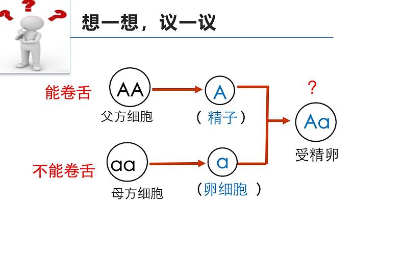 人教版（2024）八年级生物下册7.2.3基因的显性和隐性ppt精品课件第3页