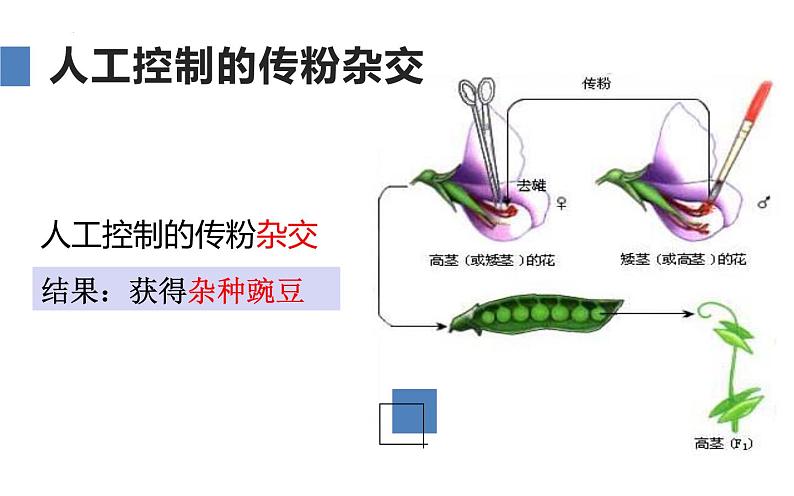 人教版（2024）八年级生物下册7.2.3基因的显性和隐性ppt精品课件第7页