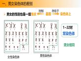 人教版（2024）八年级生物下册7.2.4人的性别遗传精品课件ppt