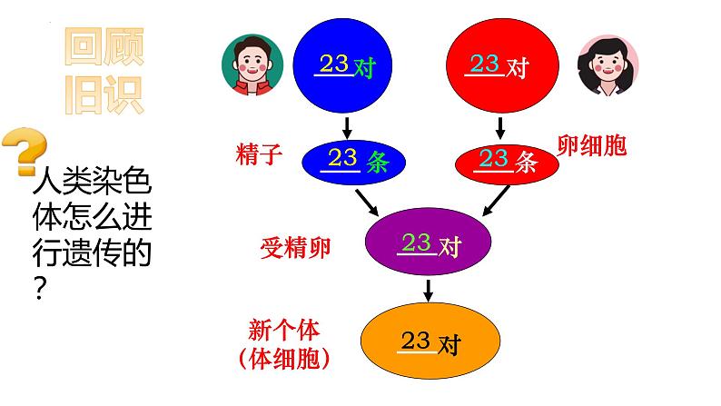 人教版（2024）八年级生物下册7.2.4人的性别遗传精品课件ppt第8页